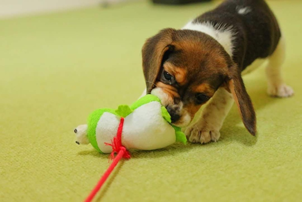玩具で遊ぶビーグル
子犬の時期は、玩具で一緒に遊ぶことがとても大切