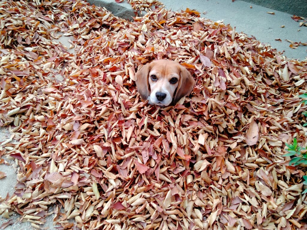 落ち葉とよつば