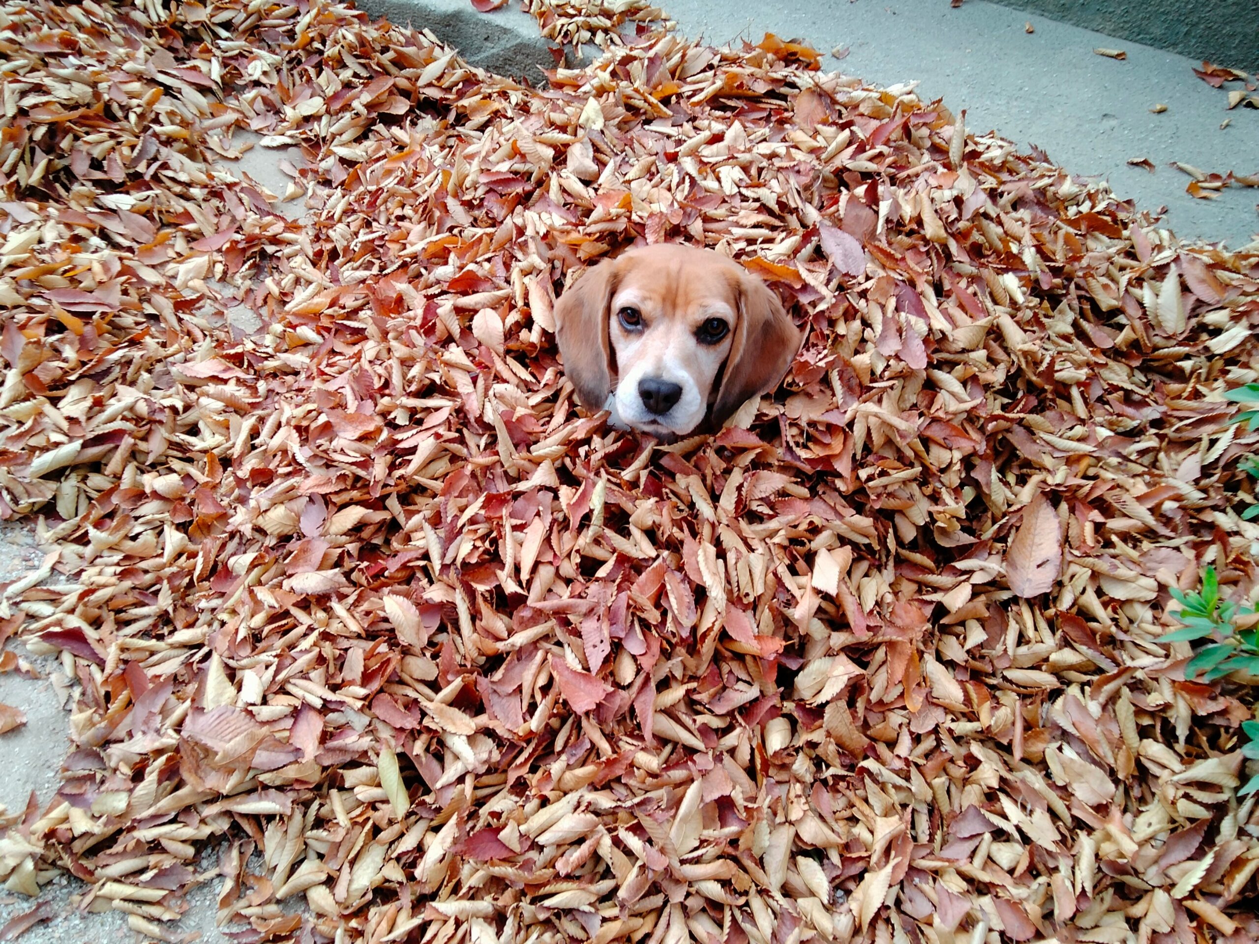 落ち葉とよつば