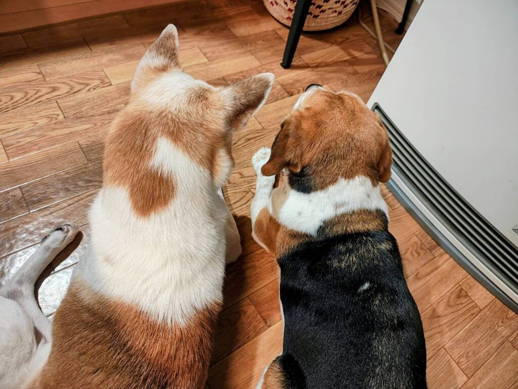 暖を取るつくしとよつば🍀