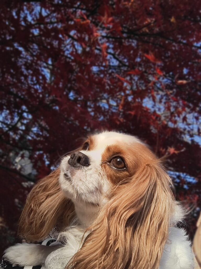 紅葉とキャバリアのカイ君