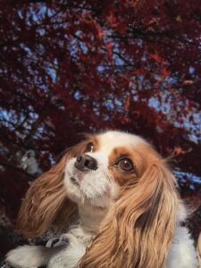 紅葉とキャバリアのカイ君