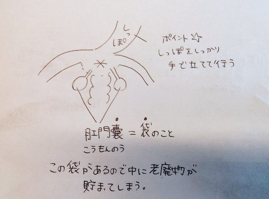 肛門腺について