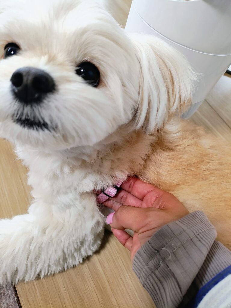 ハーネスのサイズ