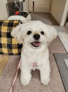 モデルになってくれたチワプーのモカ君