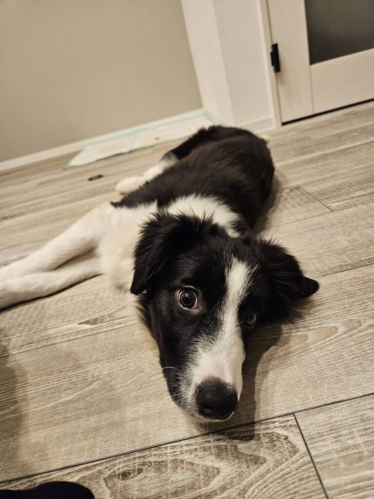 ボーダーコリーの赤ちゃん
