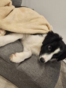 ボーダーコリーの赤ちゃん