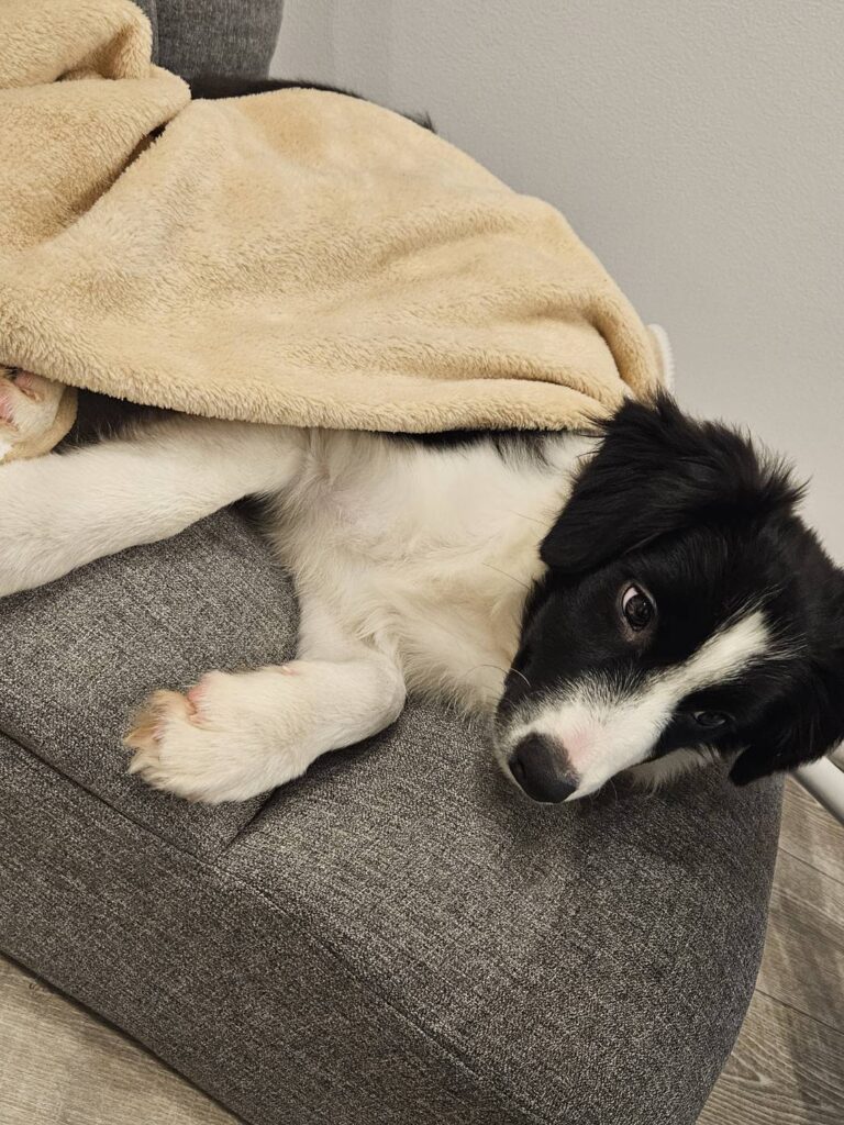 ボーダーコリーの赤ちゃん