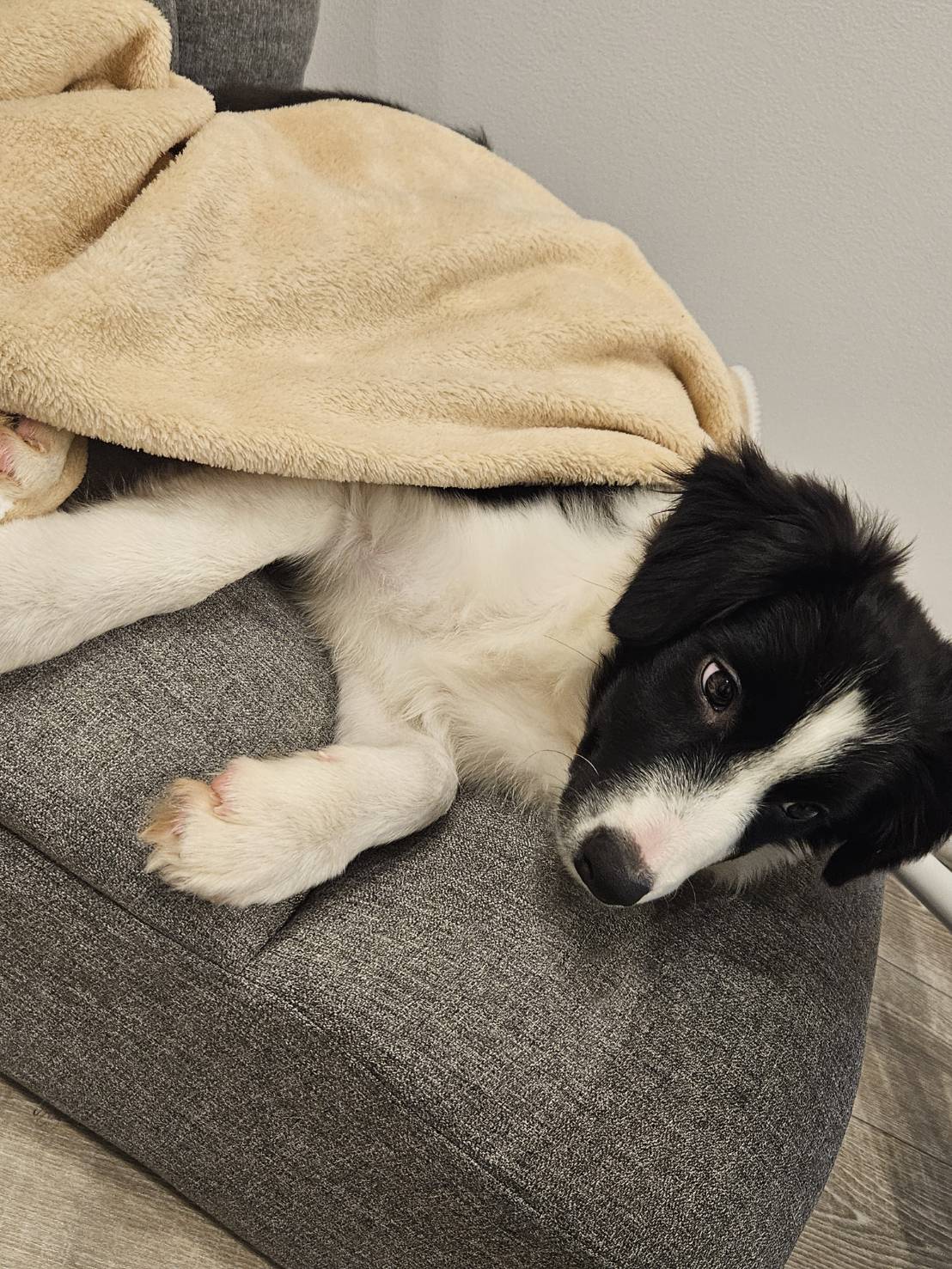 ボーダーコリーの赤ちゃん