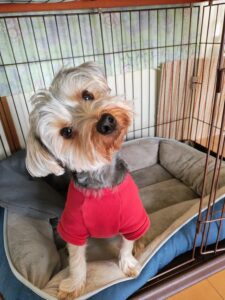 ヨークシャテリアのムギ君