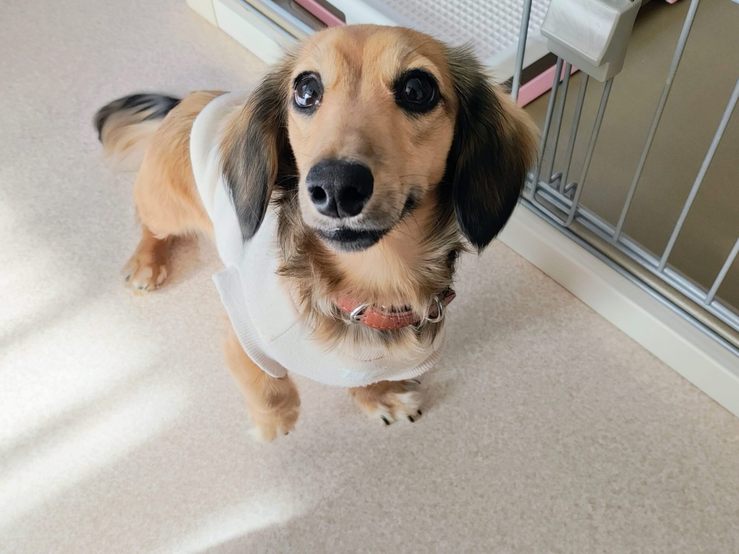 ダックスフントのソラ君