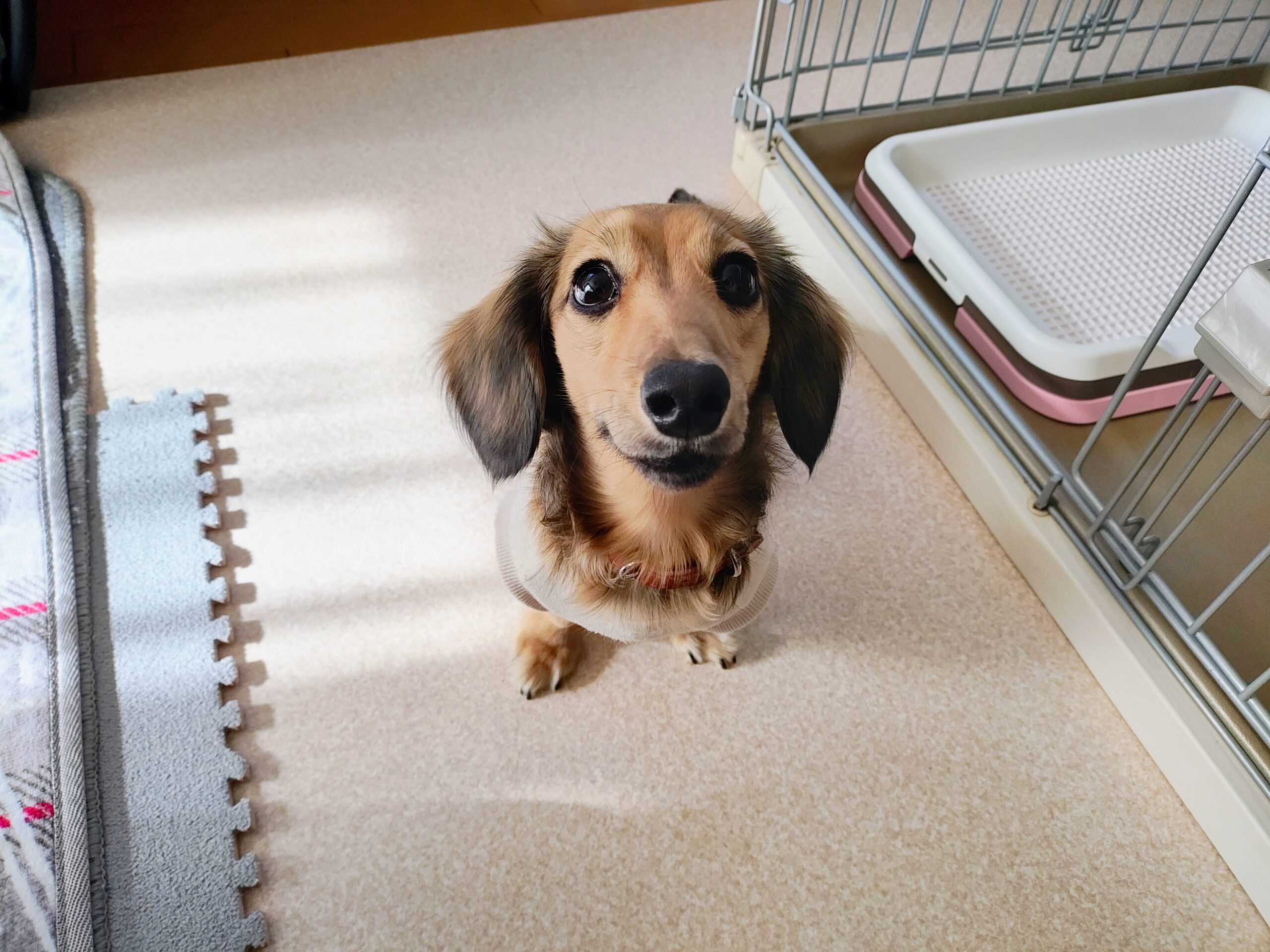 ダックスフンドの子犬