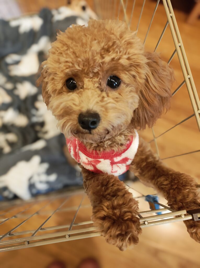 トイプードルのトトちゃん