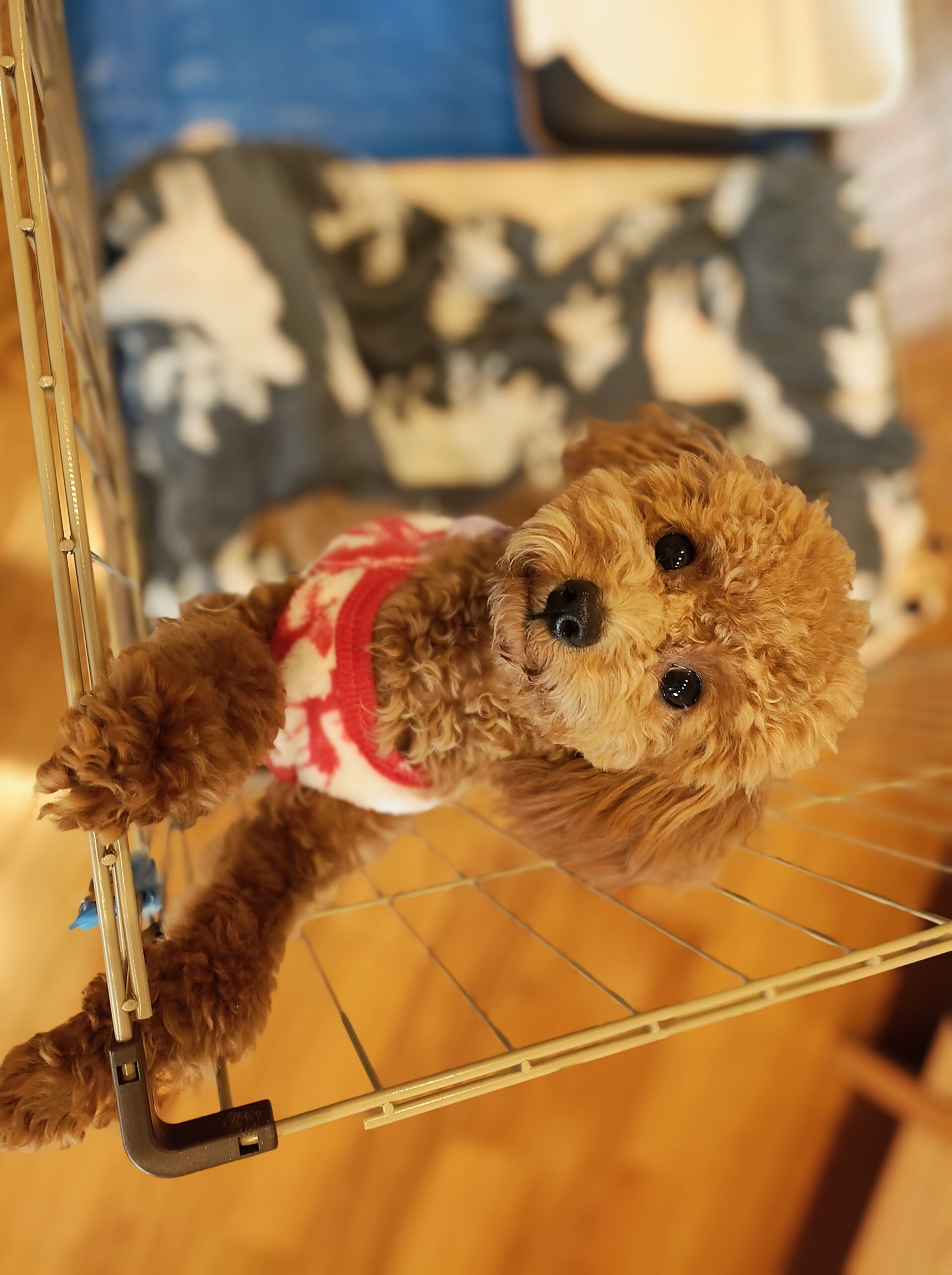 トイプードルの子犬